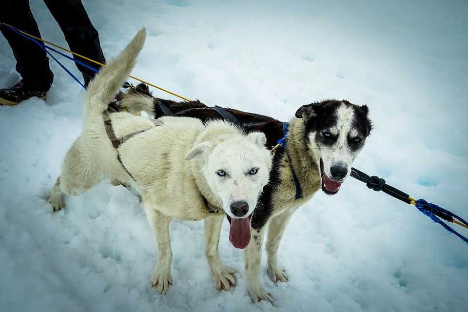 sled dogs 363702 960 720